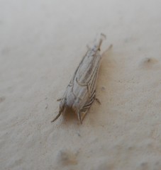 Metacrambus carectellus