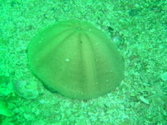 Echinolampas crassa