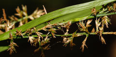 Carex spicatopaniculata