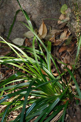 Carex spicatopaniculata