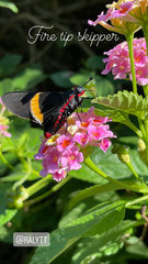 Mysoria barcastus