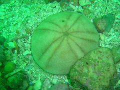 Echinolampas crassa