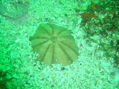 Echinolampas crassa