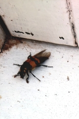 Nicrophorus investigator