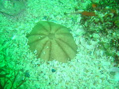 Echinolampas crassa