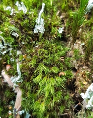 Campylopus flexuosus