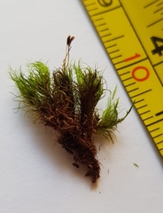 Campylopus flexuosus