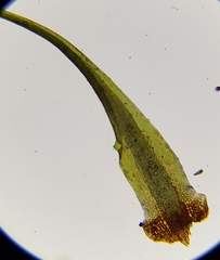 Campylopus flexuosus