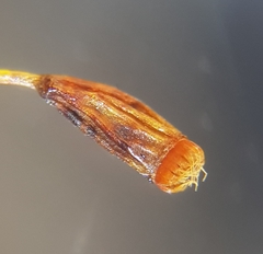 Campylopus flexuosus