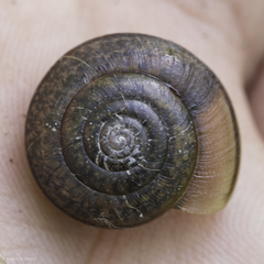 Helminthoglypta contracostae