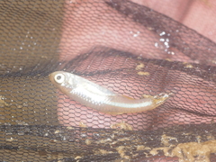 Rasbora