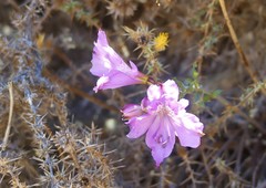 Alstroemeria violacea