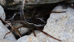 Dolomedes dondalei