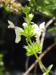 Stachys recta recta