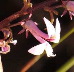 Cyphia ranunculifolia