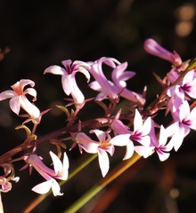 Cyphia ranunculifolia