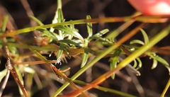 Cyphia ranunculifolia