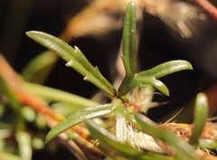 Cyphia ranunculifolia