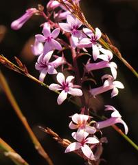 Cyphia ranunculifolia