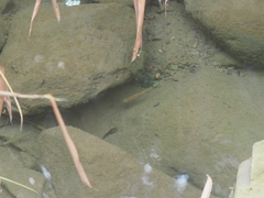 Rasbora