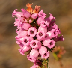 Erica daphniflora