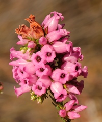 Erica daphniflora