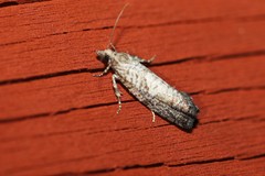 Retinia gemistrigulana