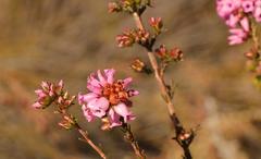 Erica daphniflora