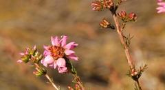 Erica daphniflora