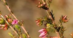 Erica daphniflora