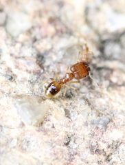 Pheidole pieli