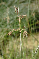 Schoenoplectus litoralis