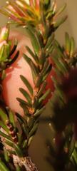 Erica daphniflora
