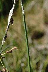 Schoenoplectus litoralis