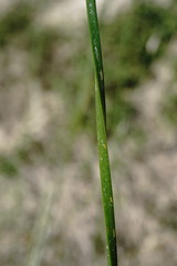 Schoenoplectus litoralis