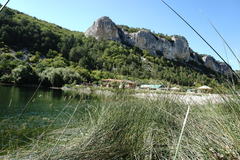 Schoenoplectus litoralis