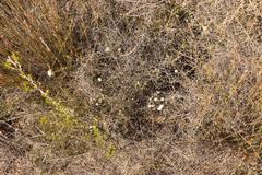 Agathosma giftbergensis