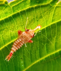 Hylicinae