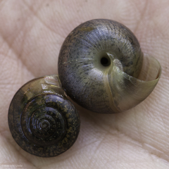 Helminthoglypta contracostae