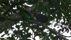 Poicephalus robustus