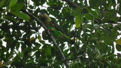 Poicephalus robustus