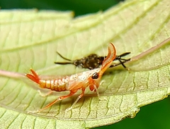 Hylicinae