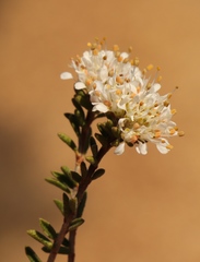 Agathosma giftbergensis