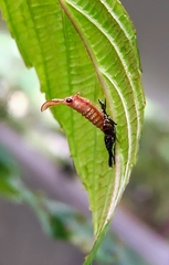 Hylicinae
