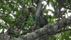 Poicephalus robustus