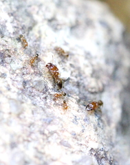 Pheidole pieli