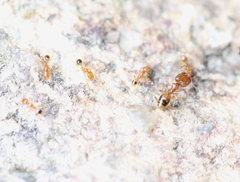 Pheidole pieli