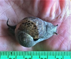Kerkophorus melvilli