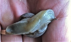Kerkophorus melvilli