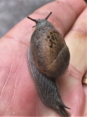 Kerkophorus melvilli